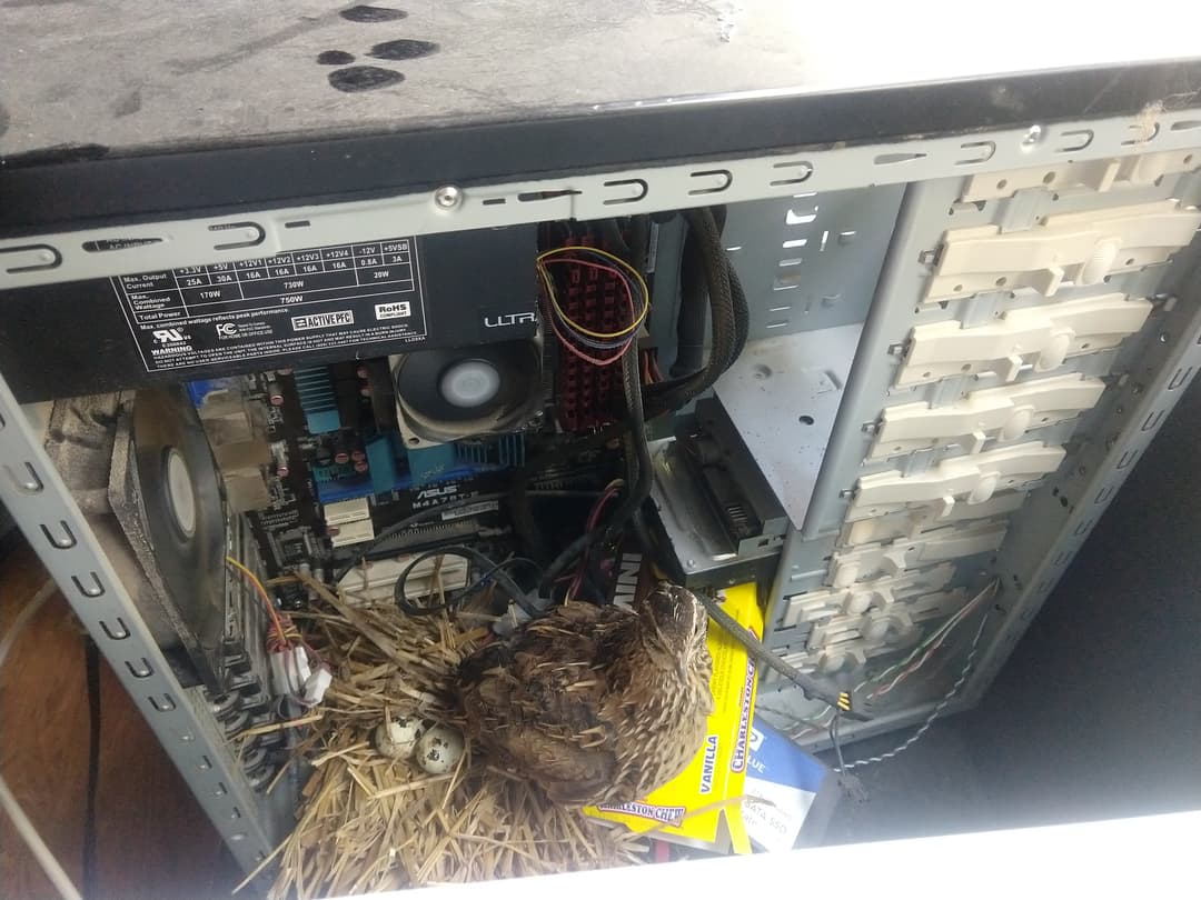 Node Quail